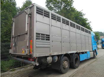 Livestock truck DAF XF 106.460, MENKE-JANZEN, UNFALL-FAHRBAR!!: picture 3