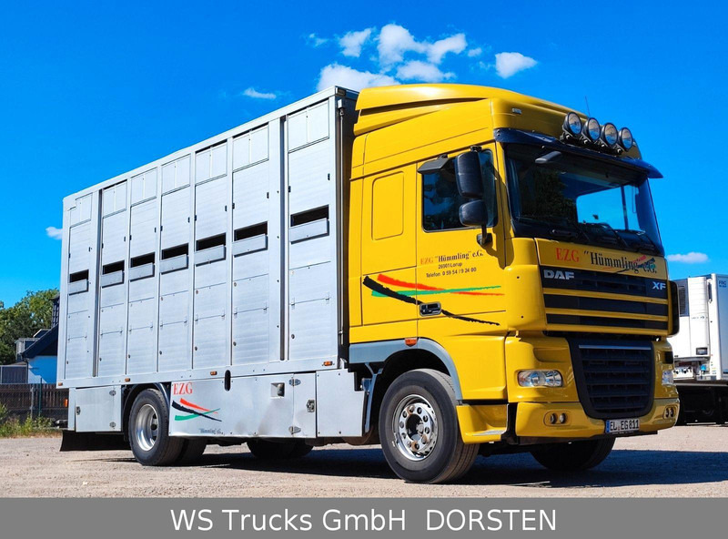 DAF XF410 Menke Doppelstock - Livestock truck: picture 3 DAF XF410 Menke Doppelstock - Livestock truck: picture 3
